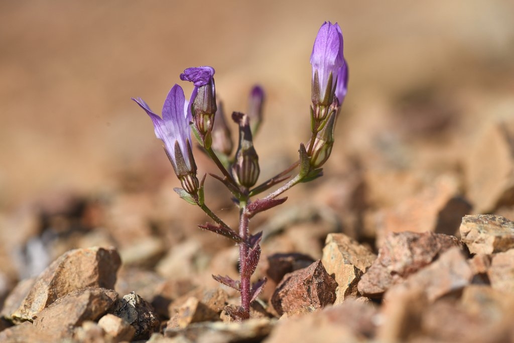 Ravenella sharsmithiae