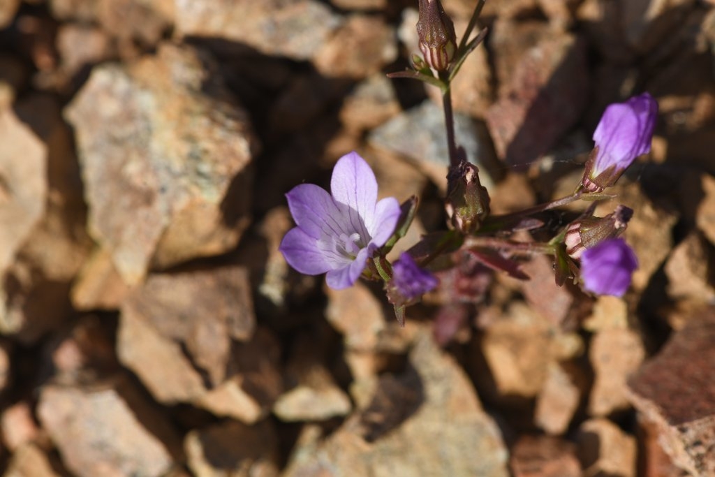 Ravenella sharsmithiae