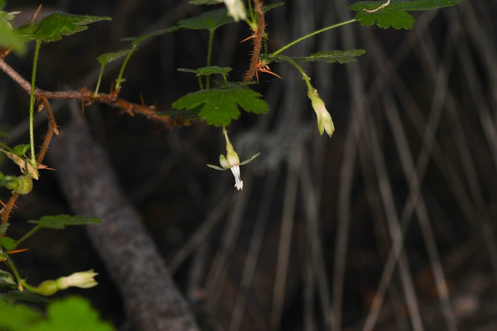 Ribes victoris