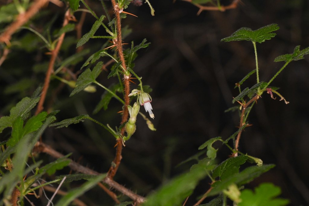 Ribes victoris