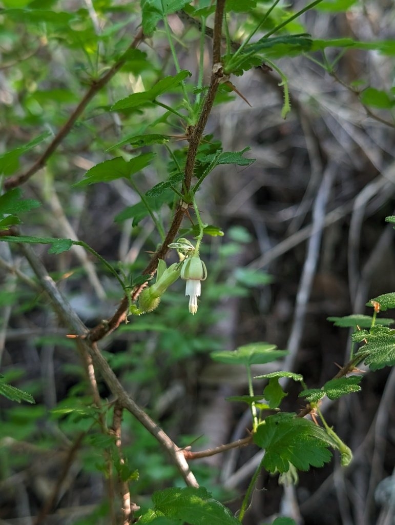 Ribes victoris