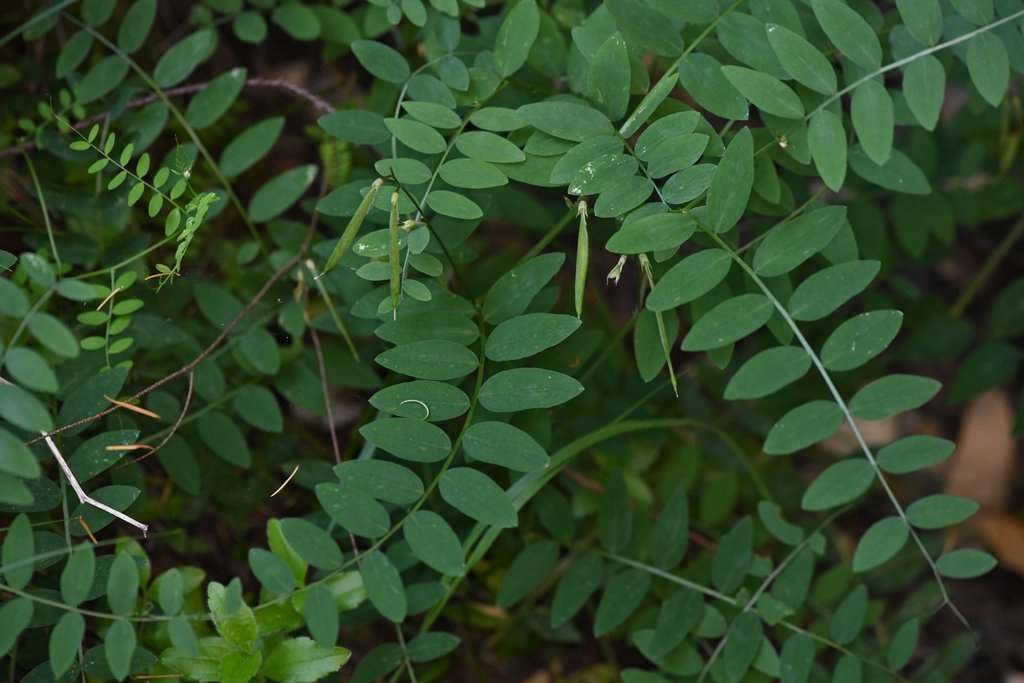 Lathyrus glandulosus