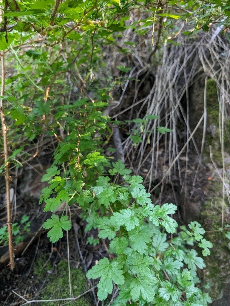 Ribes victoris