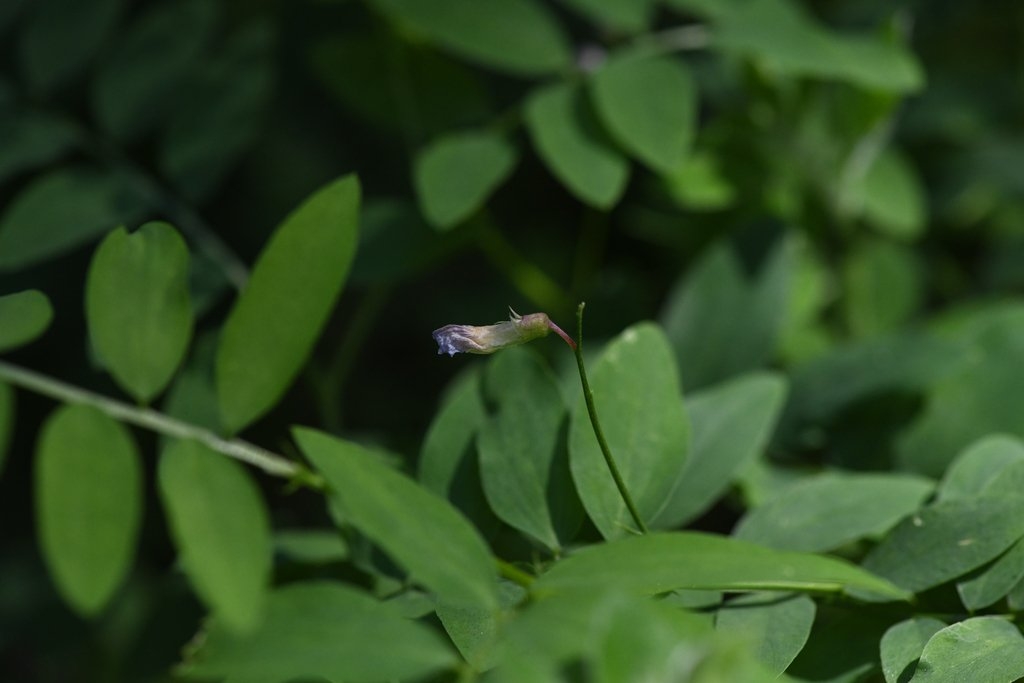 Lathyrus glandulosus