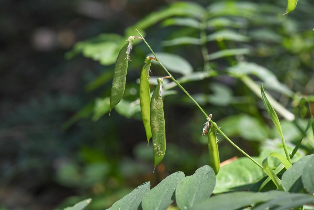 Lathyrus glandulosus