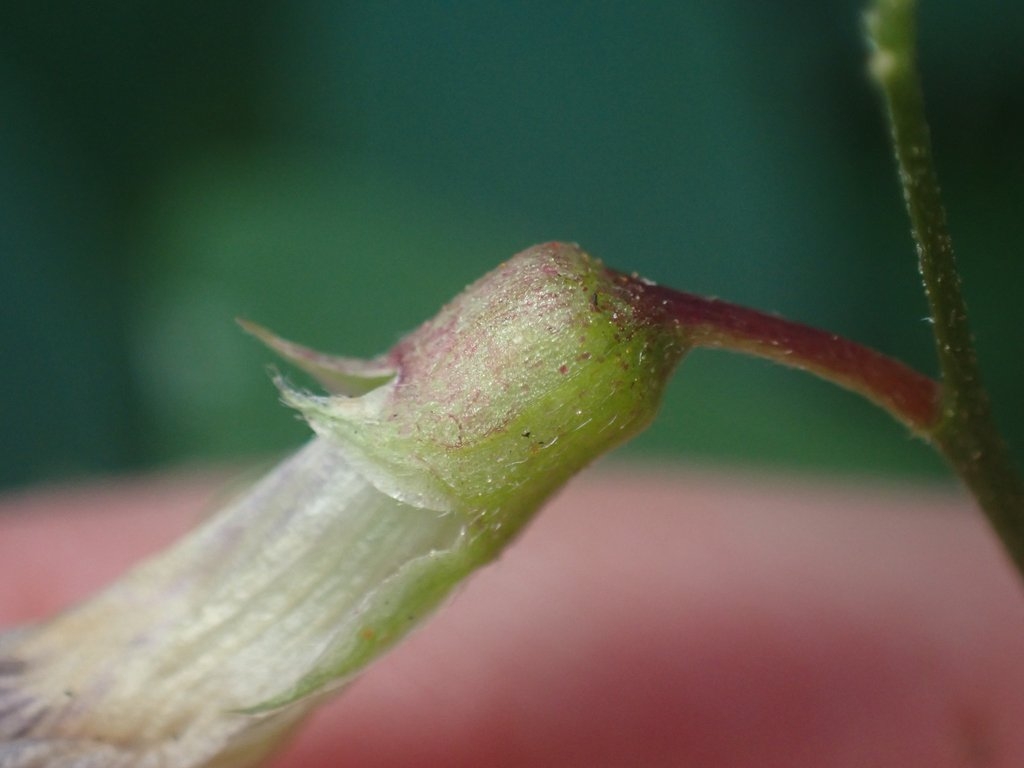 Lathyrus glandulosus