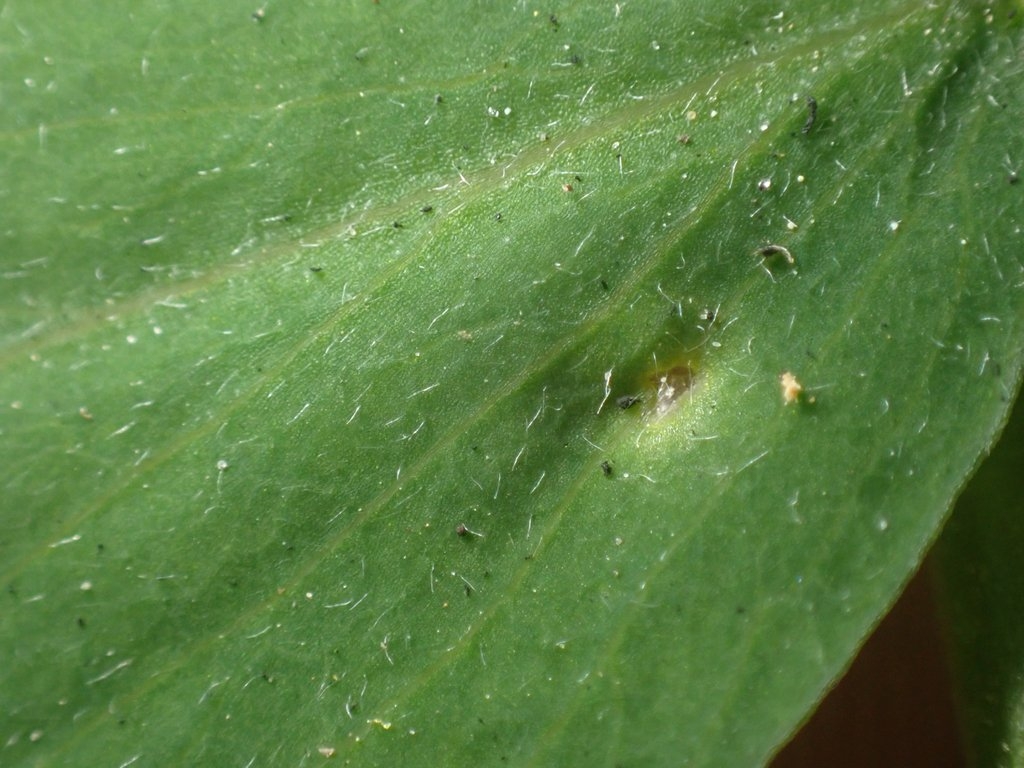 Lathyrus glandulosus