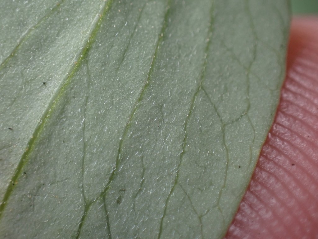 Lathyrus glandulosus