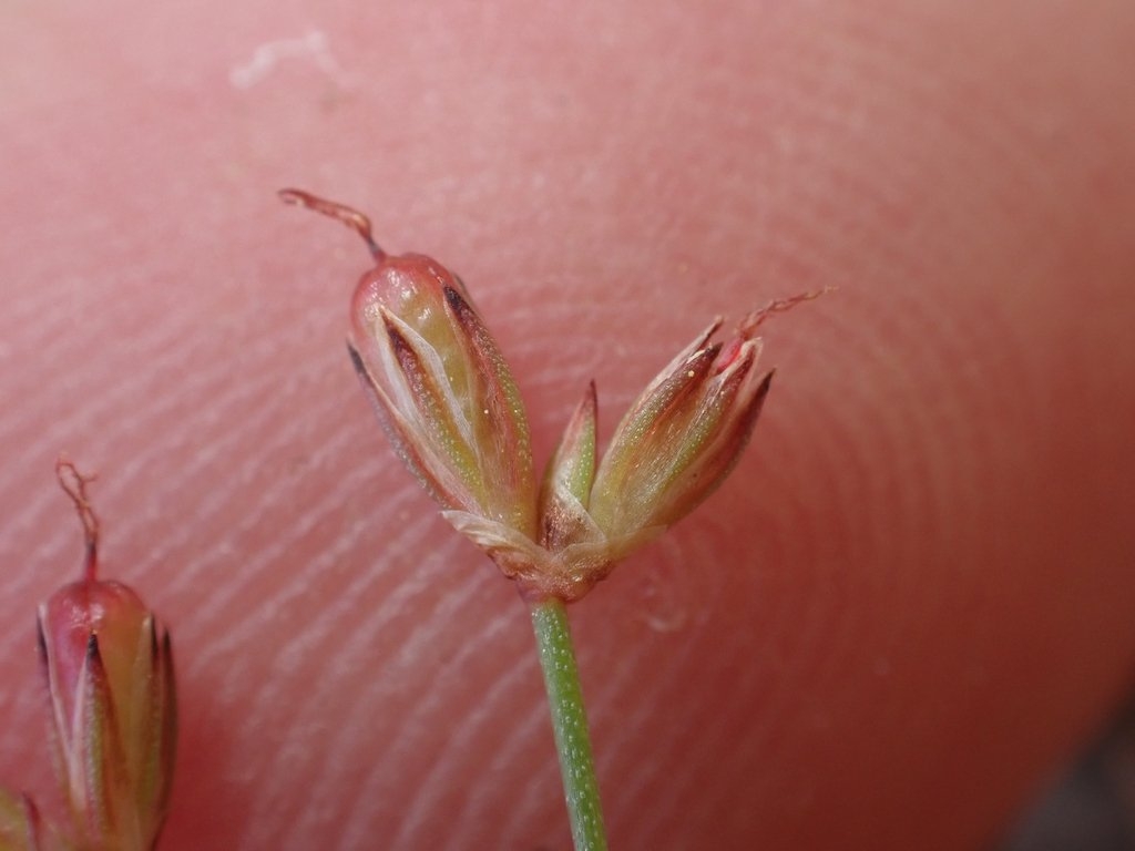 Juncus kelloggii