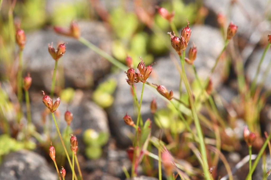 Juncus kelloggii