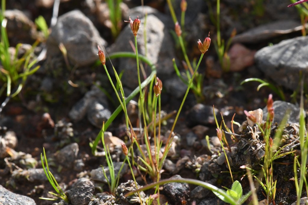 Juncus kelloggii