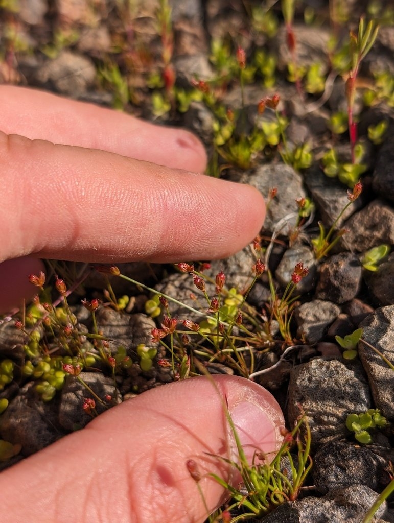 Juncus kelloggii