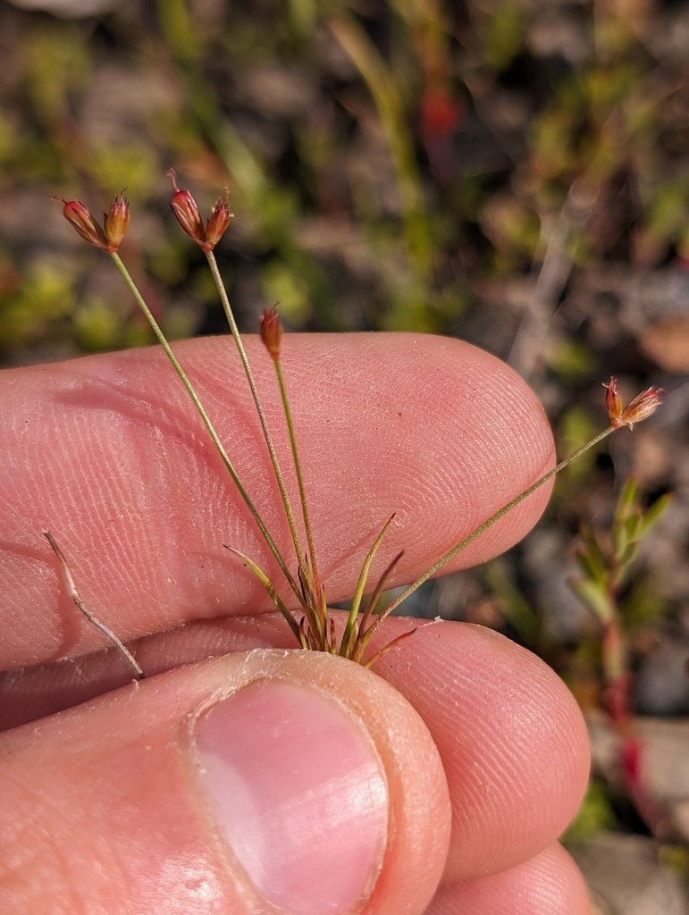 Juncus kelloggii