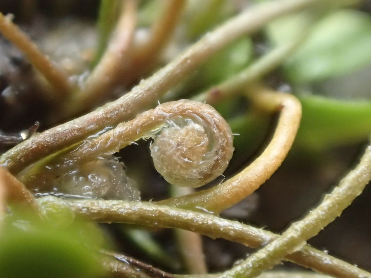 Marsilea vestita ssp. vestita