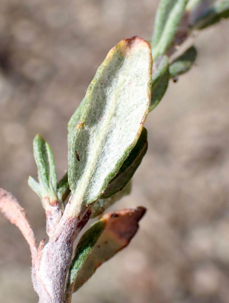 Eriogonum microtheca var. ambiguum