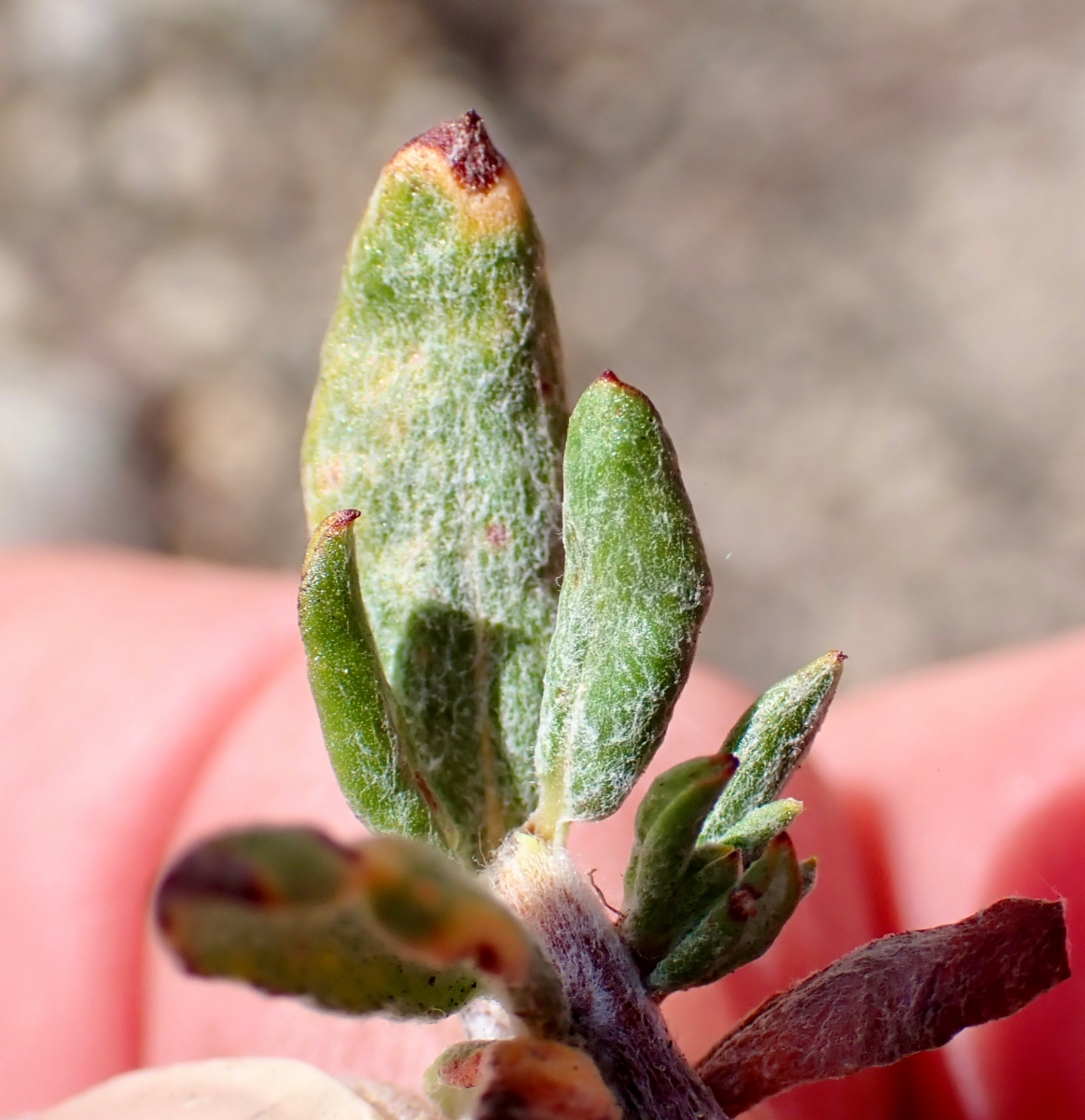 Eriogonum microtheca var. ambiguum