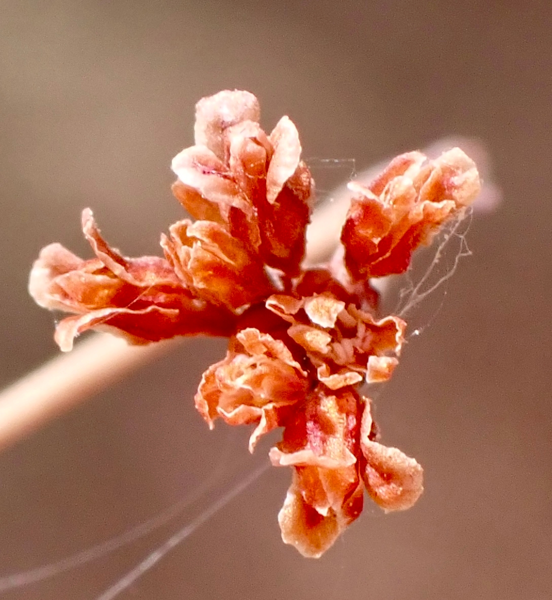 Eriogonum cernuum