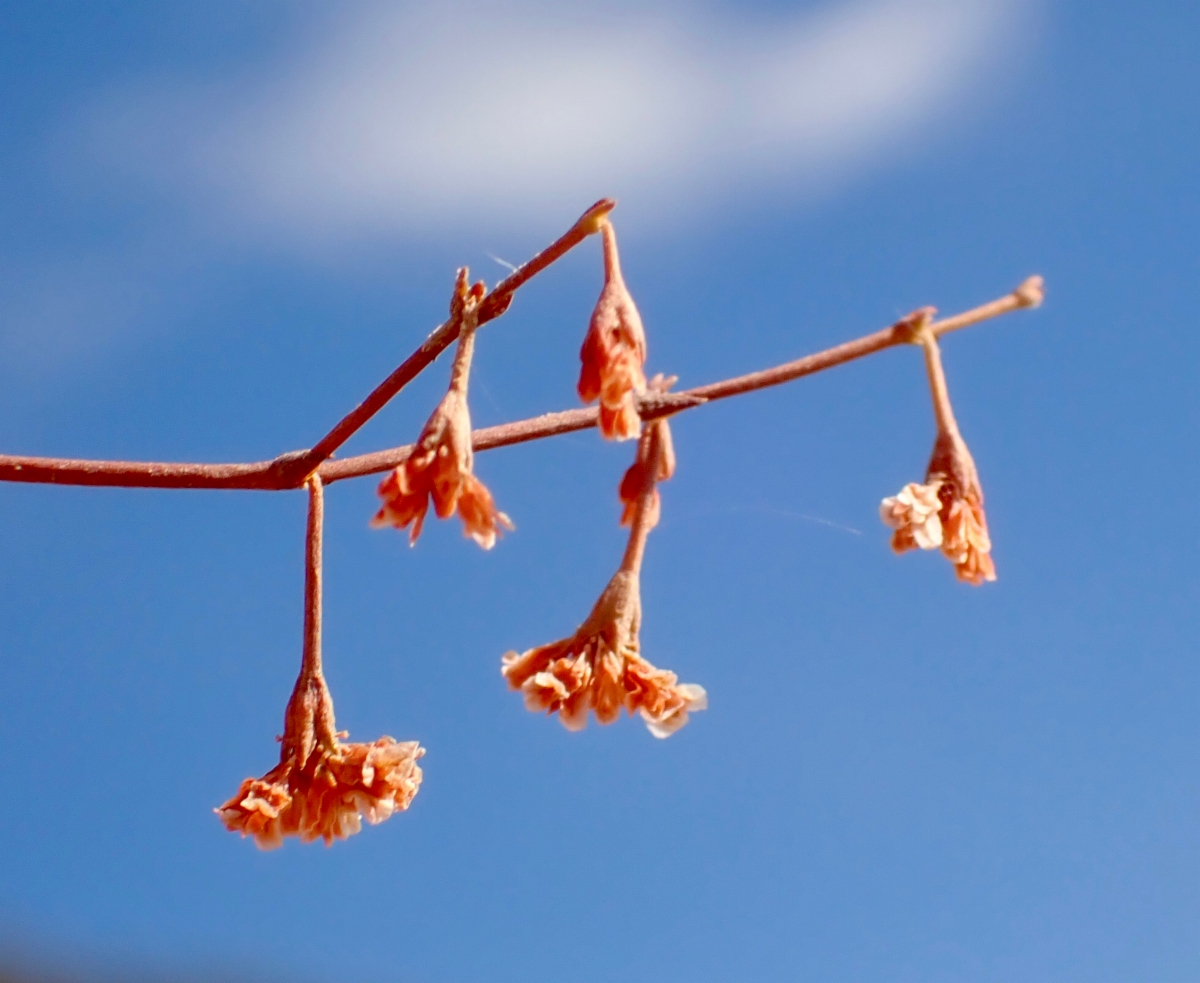 Eriogonum cernuum