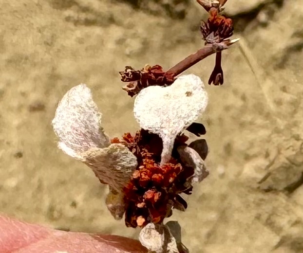 Eriogonum cernuum