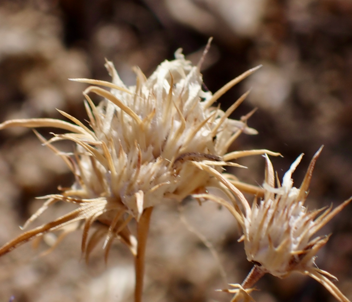 Eriastrum densifolium ssp. austromontanum