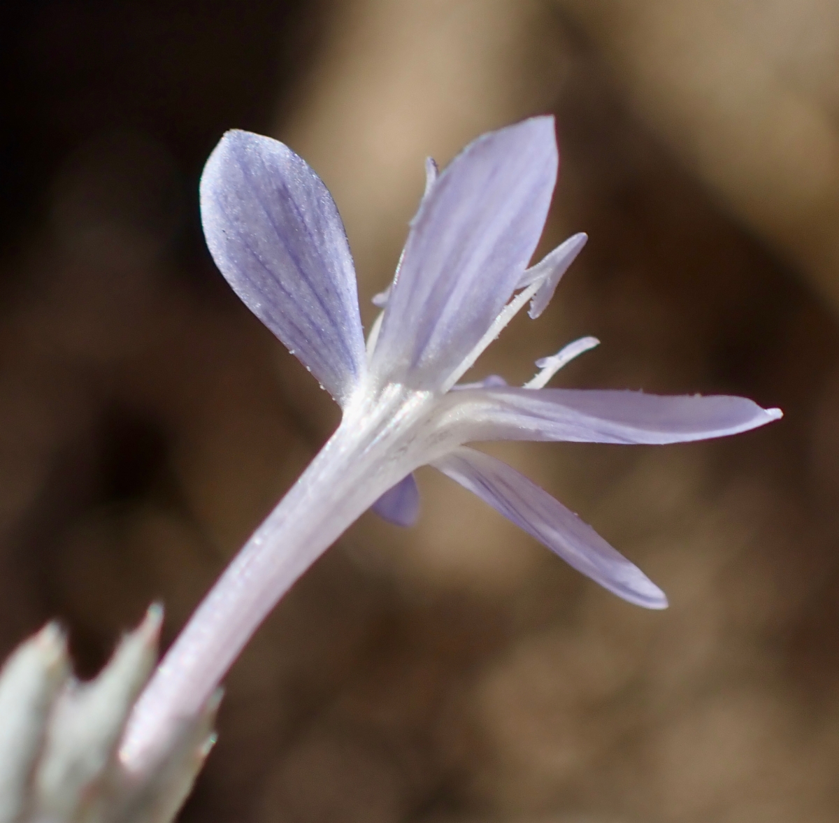 Eriastrum densifolium ssp. austromontanum