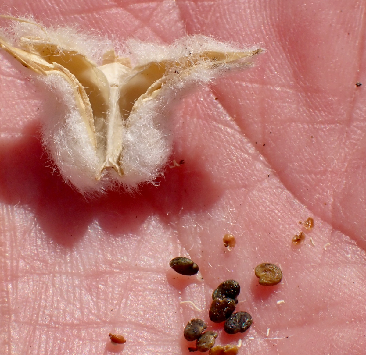 Astragalus purshii var. lectulus