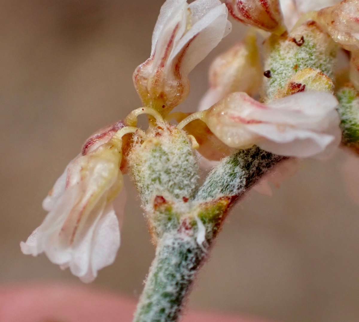 Eriogonum nummulare