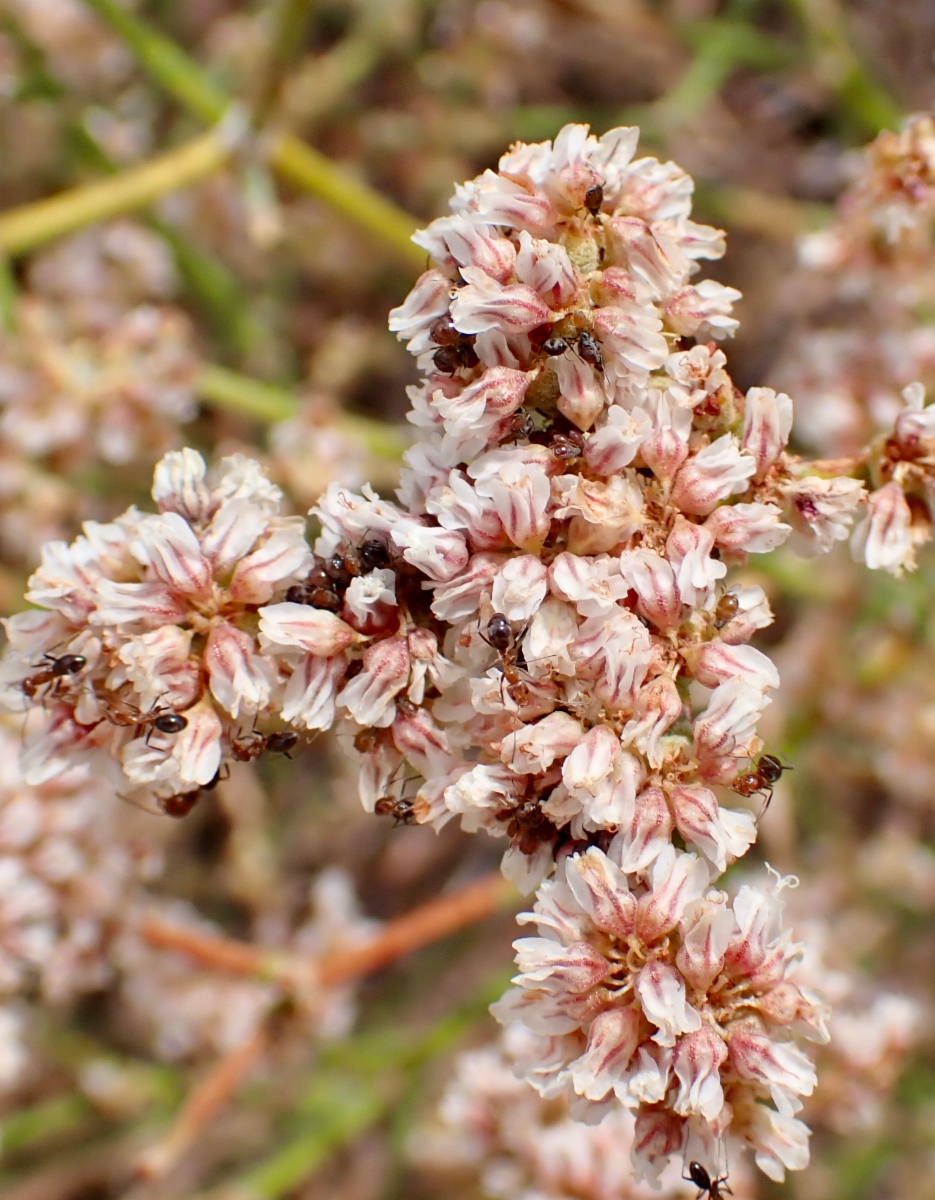 Eriogonum nummulare