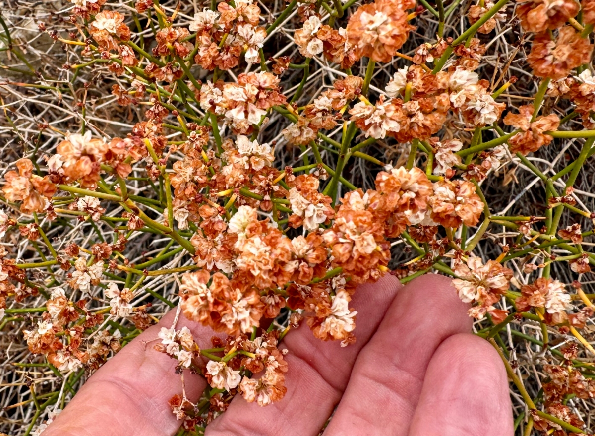 Eriogonum heermannii var. humilius