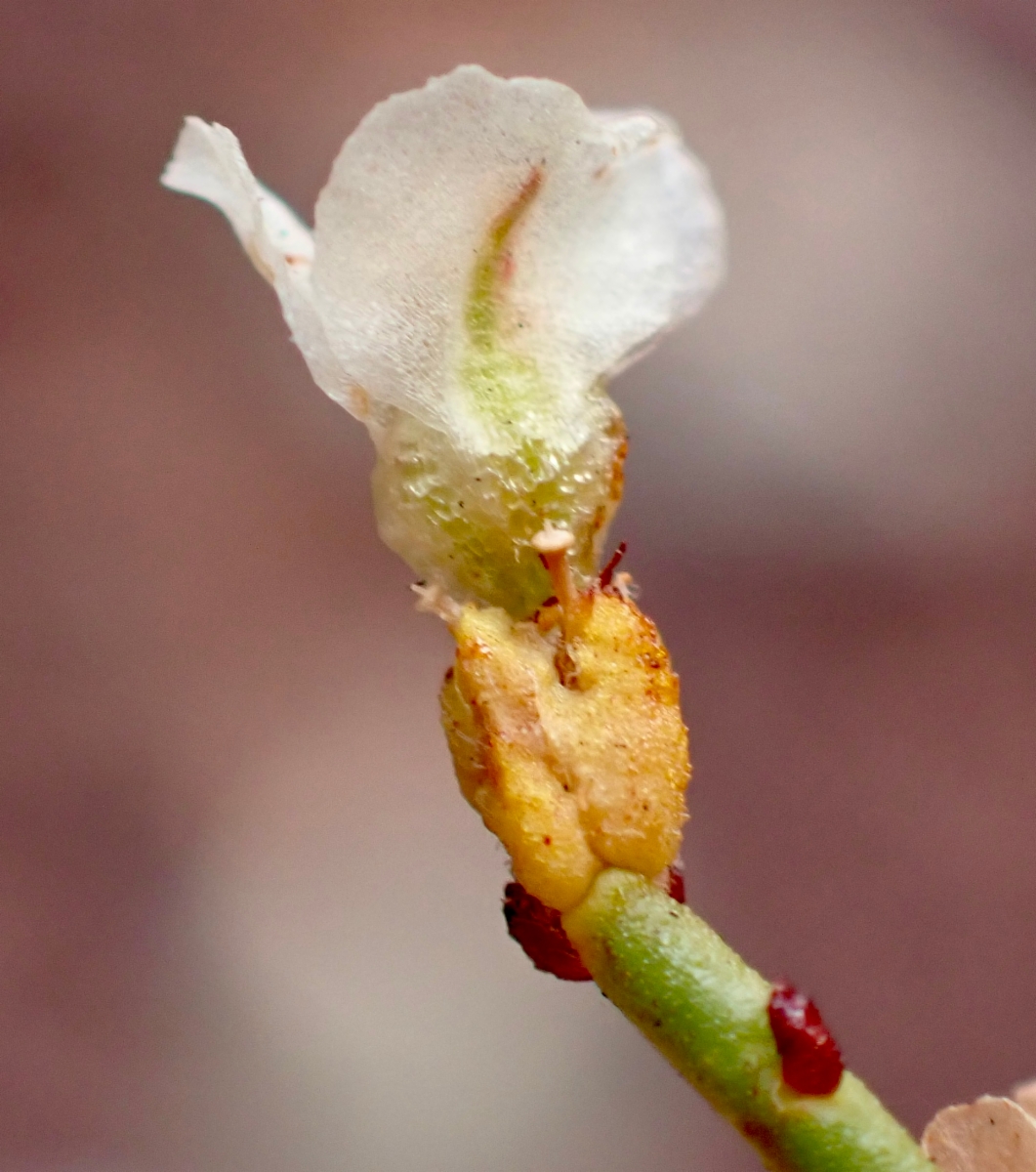 Eriogonum heermannii var. humilius