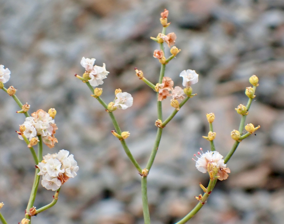 Eriogonum heermannii var. humilius