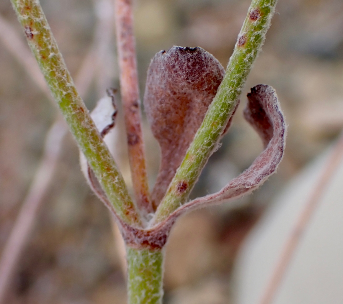 Eriogonum panamintense