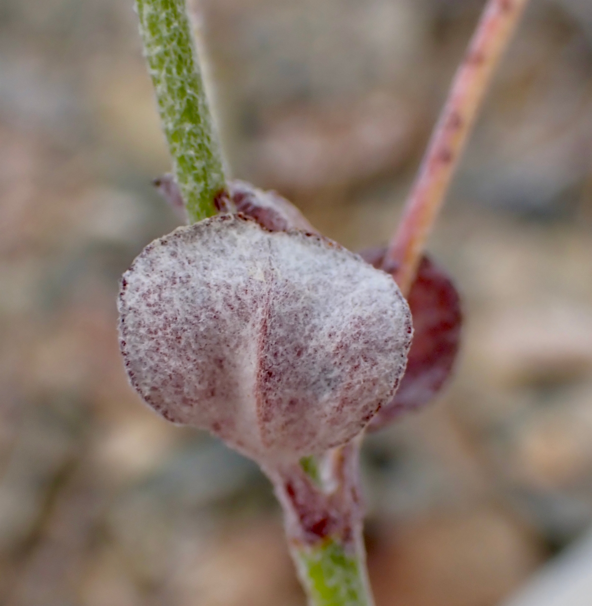 Eriogonum panamintense