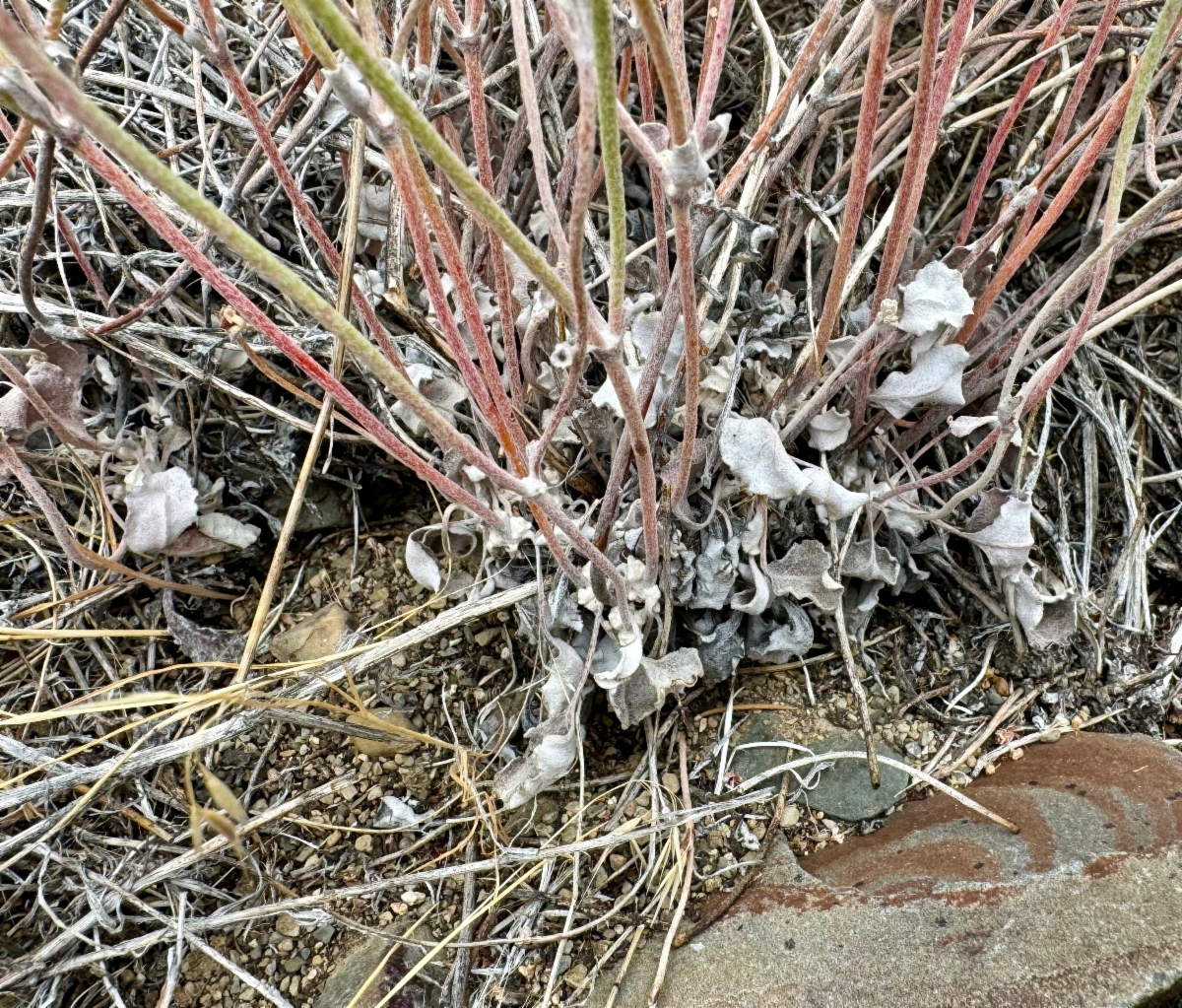 Eriogonum panamintense