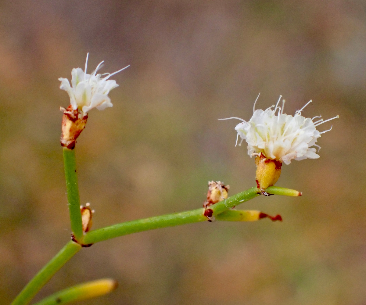 Eriogonum heermannii var. humilius