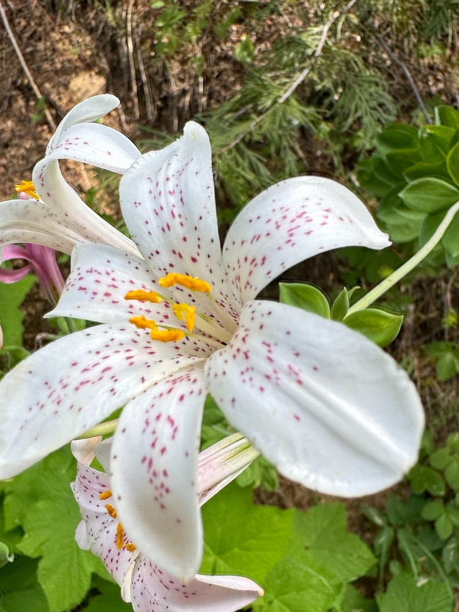 Lilium rubescens