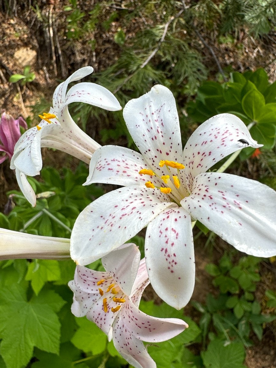 Lilium rubescens