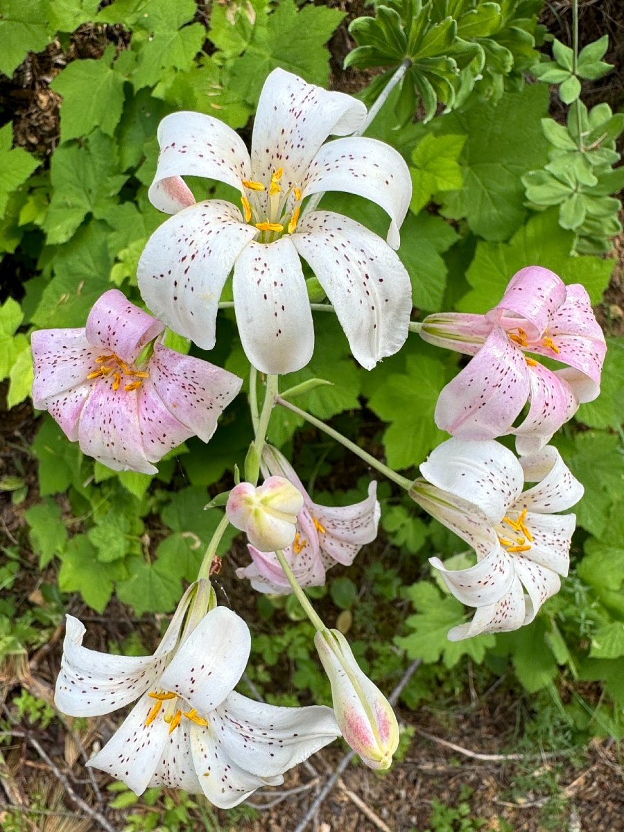 Lilium rubescens