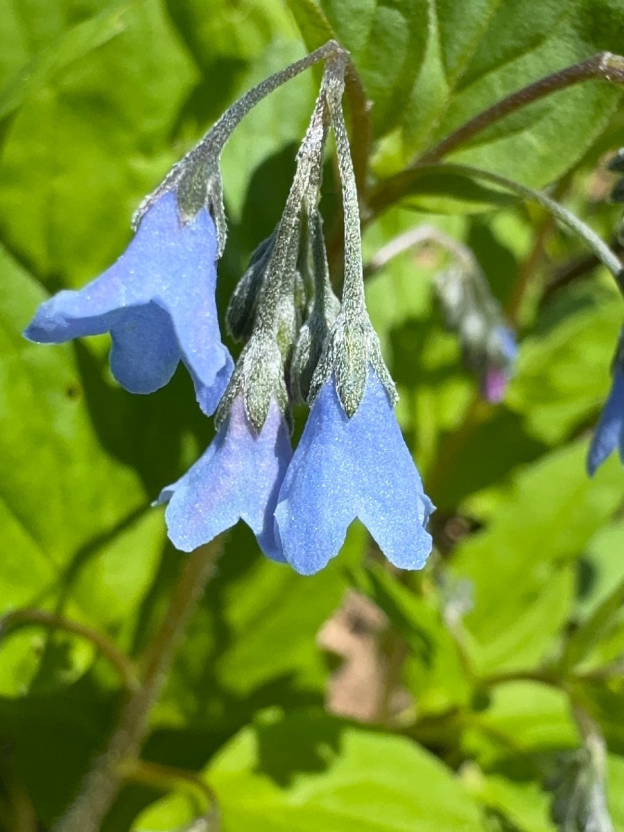 Mertensia bella