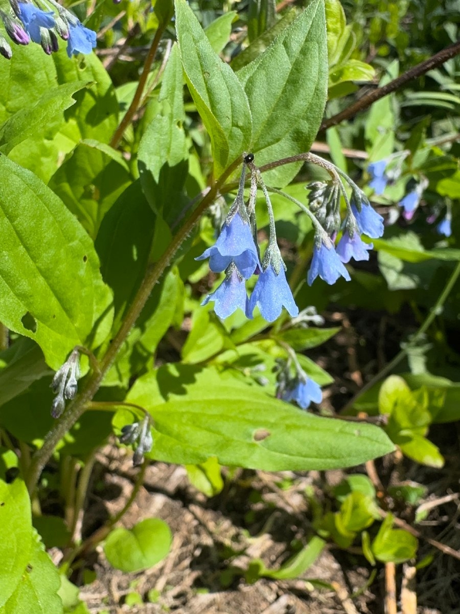 Mertensia bella