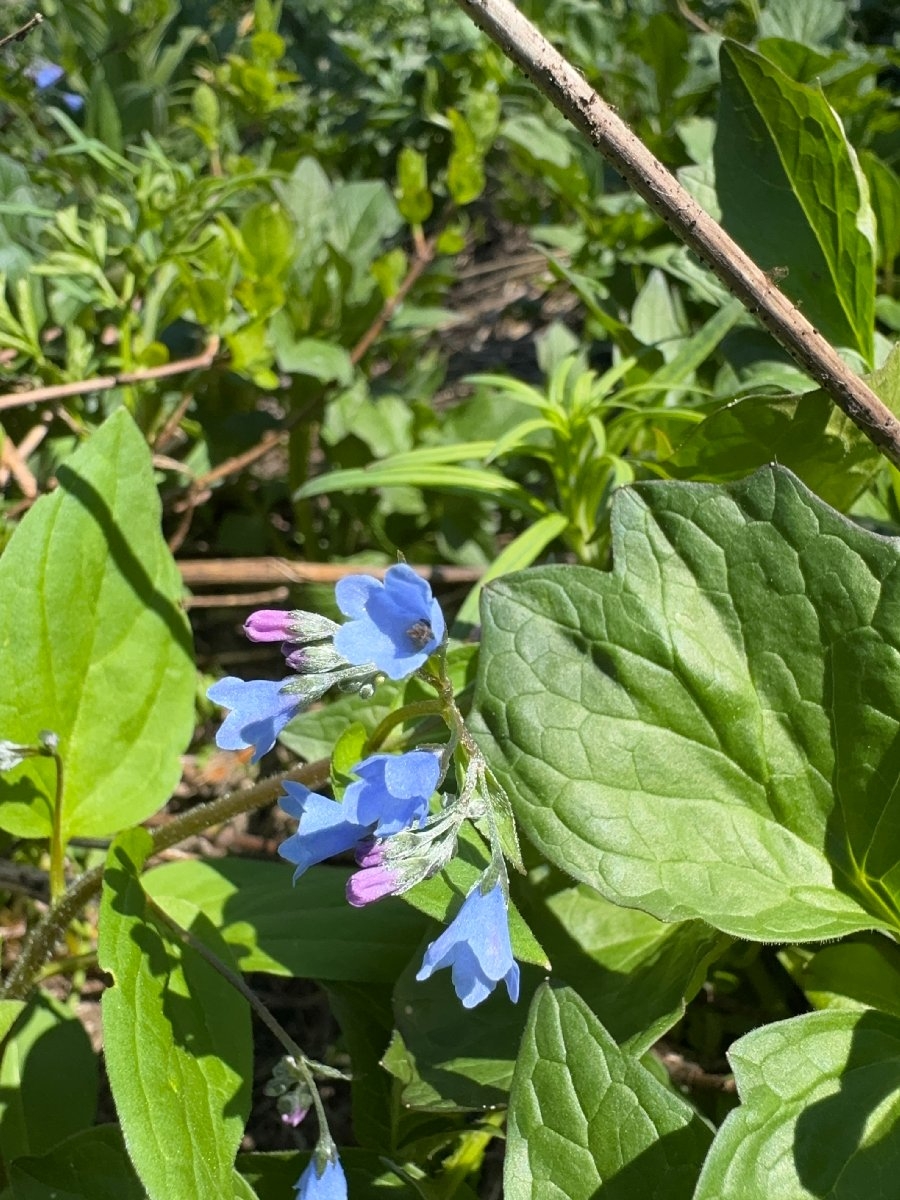 Mertensia bella