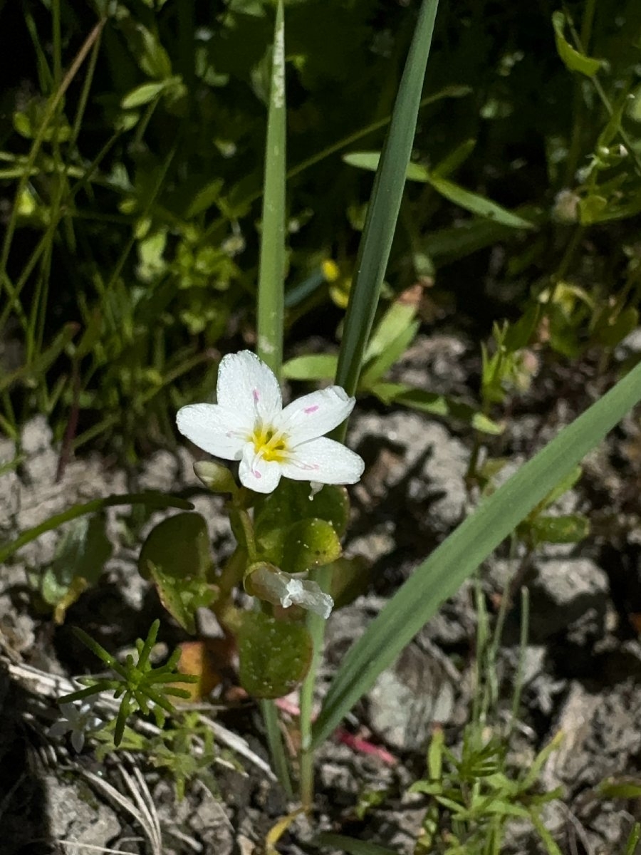 Montia chamissoi