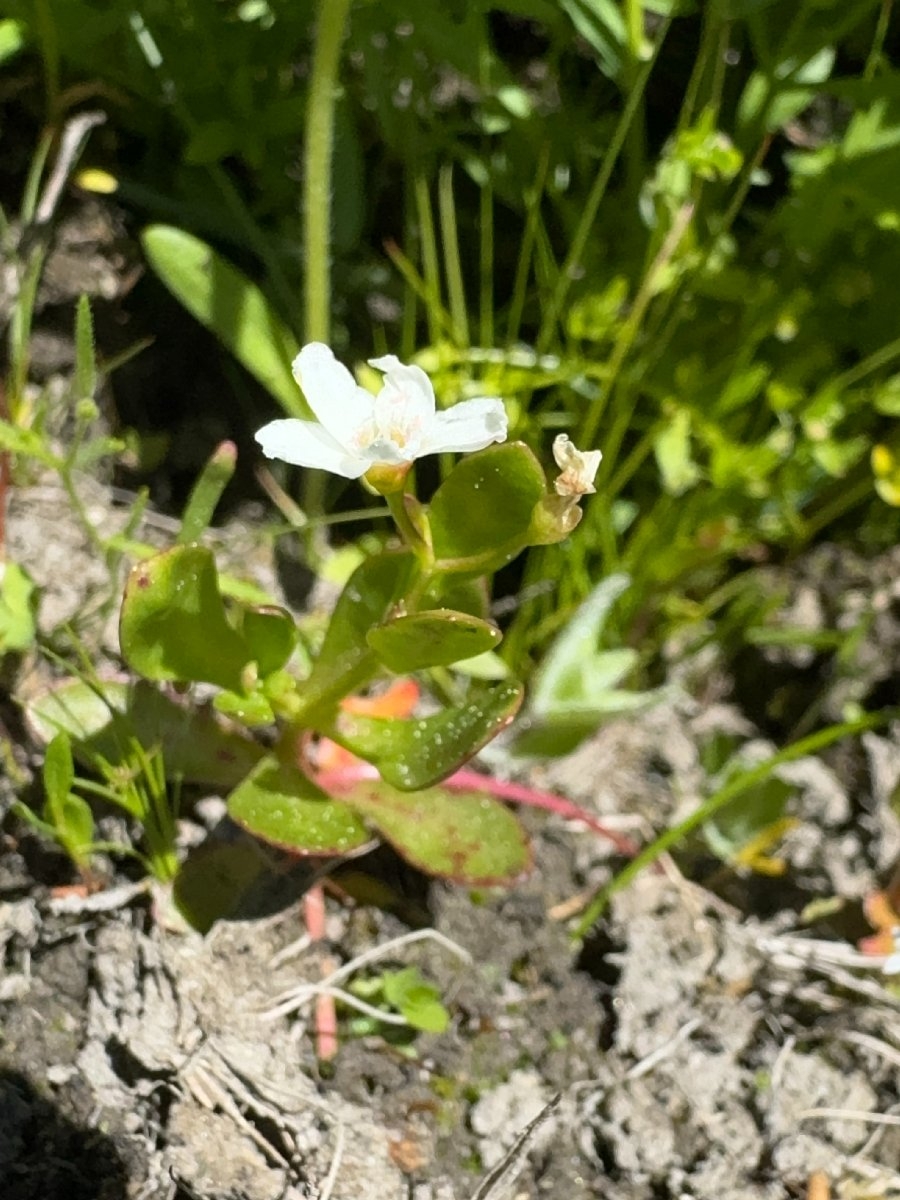 Montia chamissoi