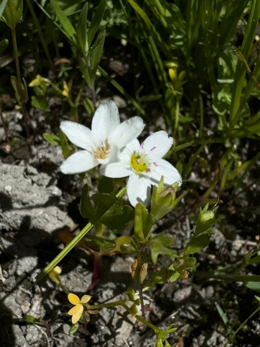 Montia chamissoi