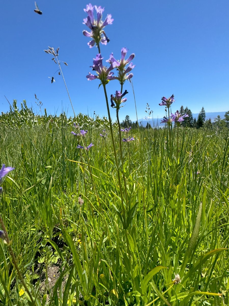 Penstemon heterodoxus var. shastensis