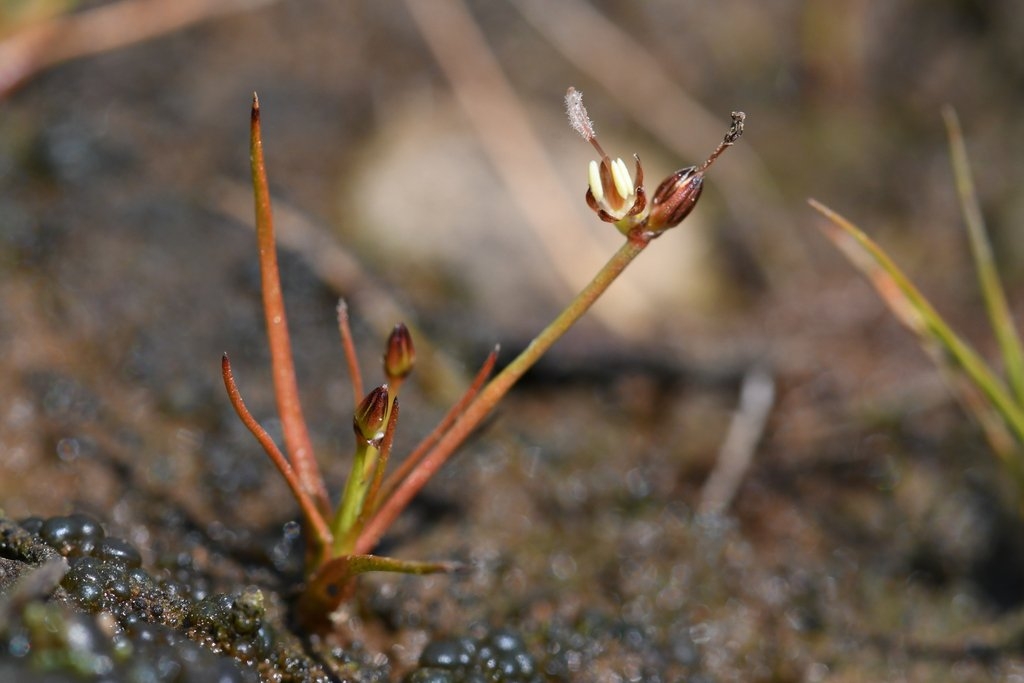 Juncus leiospermus var. leiospermus