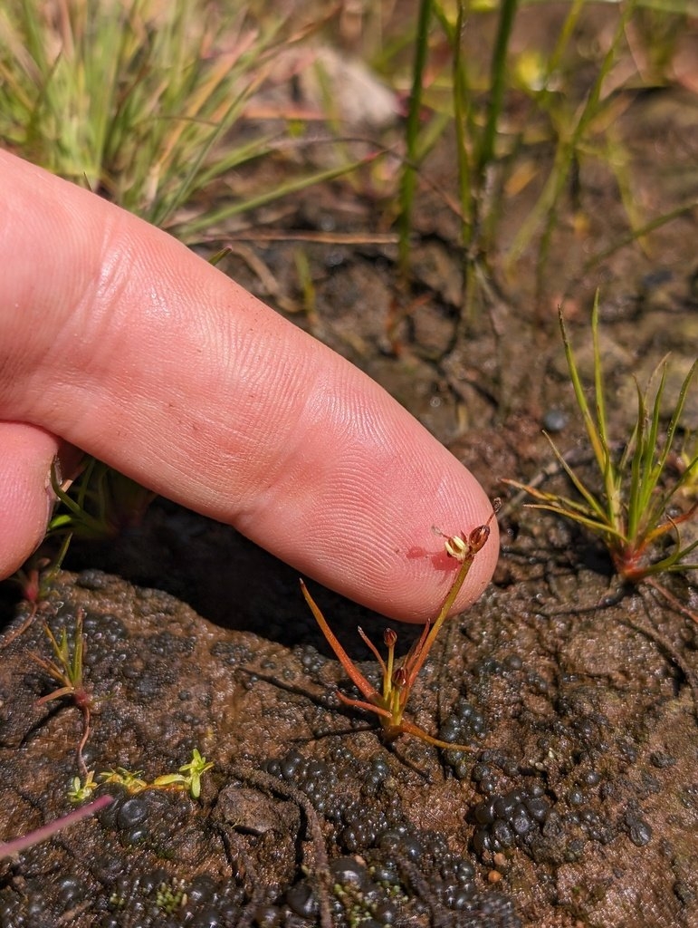 Juncus leiospermus var. leiospermus