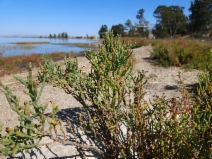 Salicornia pacifica