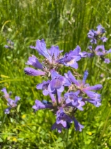 Penstemon heterodoxus var. shastensis