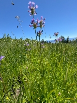 Penstemon heterodoxus var. shastensis